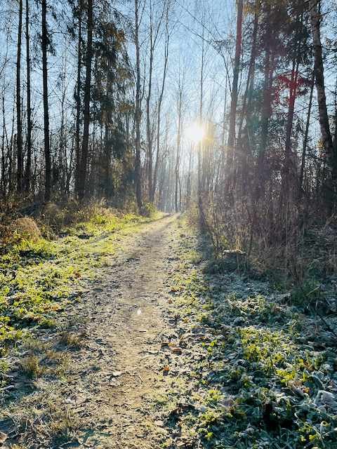 Sonnenlicht fällt auf einen Waldweg