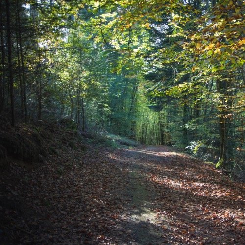 Ein Weg durch einen grünen Wald